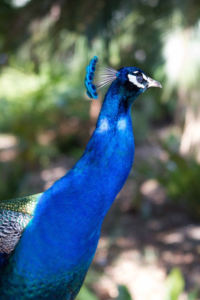 Peacock