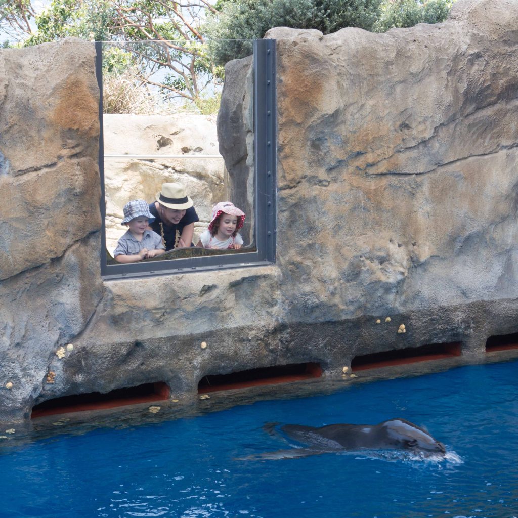 Seals for Gumnut's's Birthday
