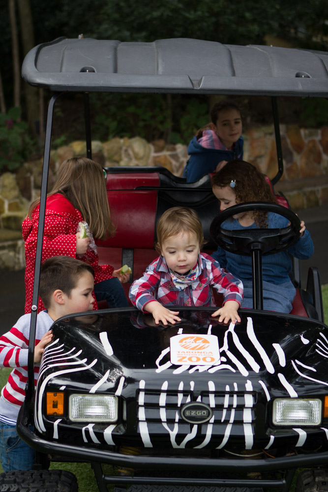 Bear is dangerous behind the wheel