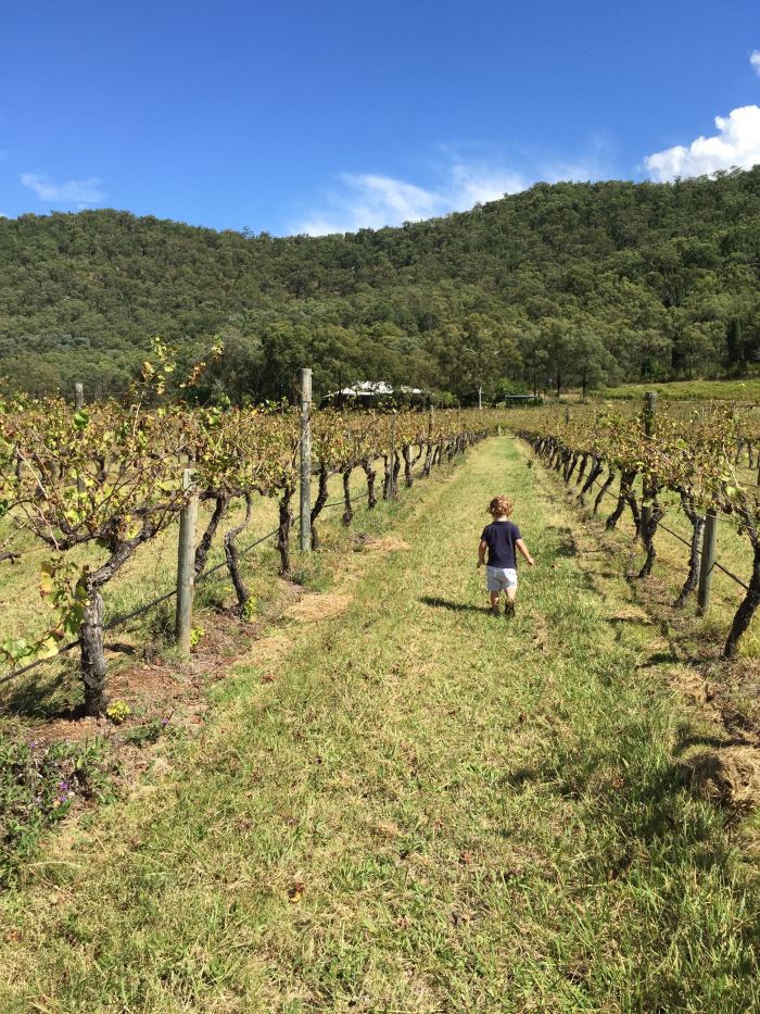 Walking the vines