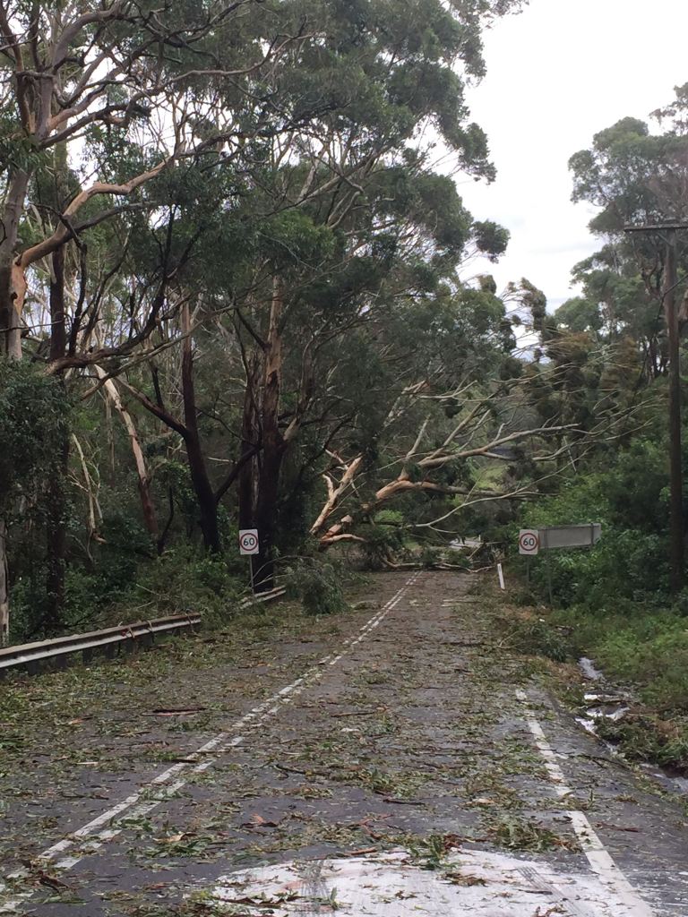 Trees down